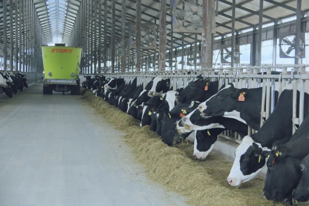 QMH官网丨国度奶牛产业技术系统首席科学家、中国农业大学教授李成功一行光临QMH官网鲁山瑞亚参观调研