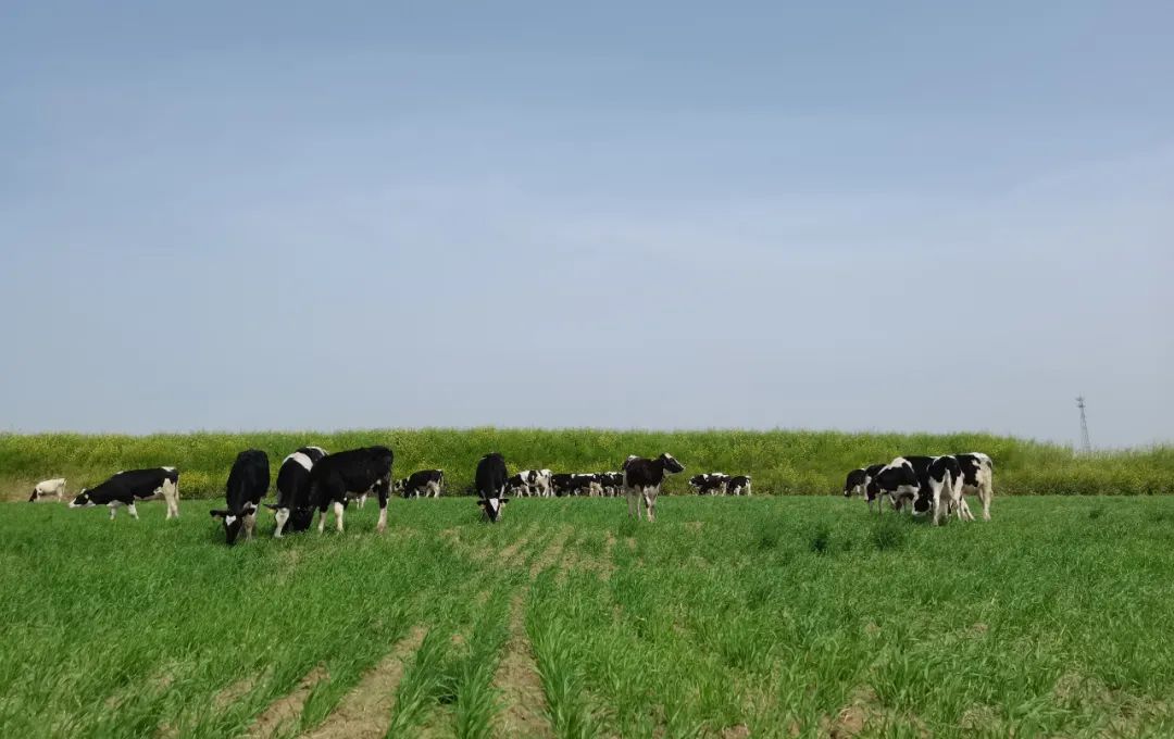 继往开来 · 再创鲜丽 | QMH官网乳业集团召开9月营销、养殖及饲料月度经营工作会议