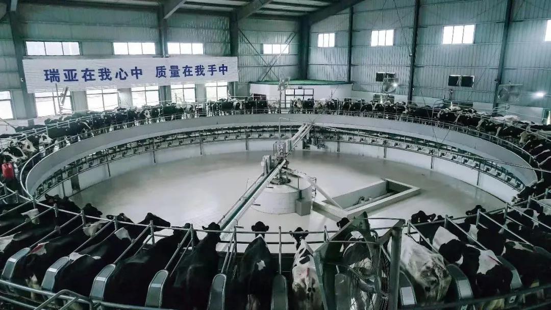 快讯 | 驻马店市委副书记、市长李跃勇一行光临QMH官网乳业集团平舆瑞亚牧场调研