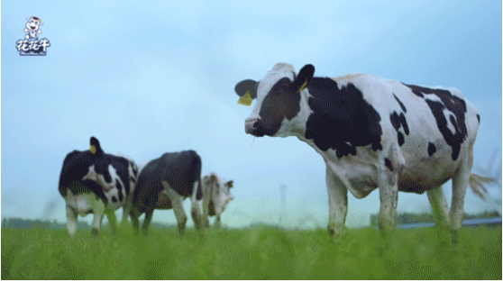 河南省高级人民法院院长胡路才一行光临QMH官网乳业集团发展“万人助万企”活动 助力企业发展