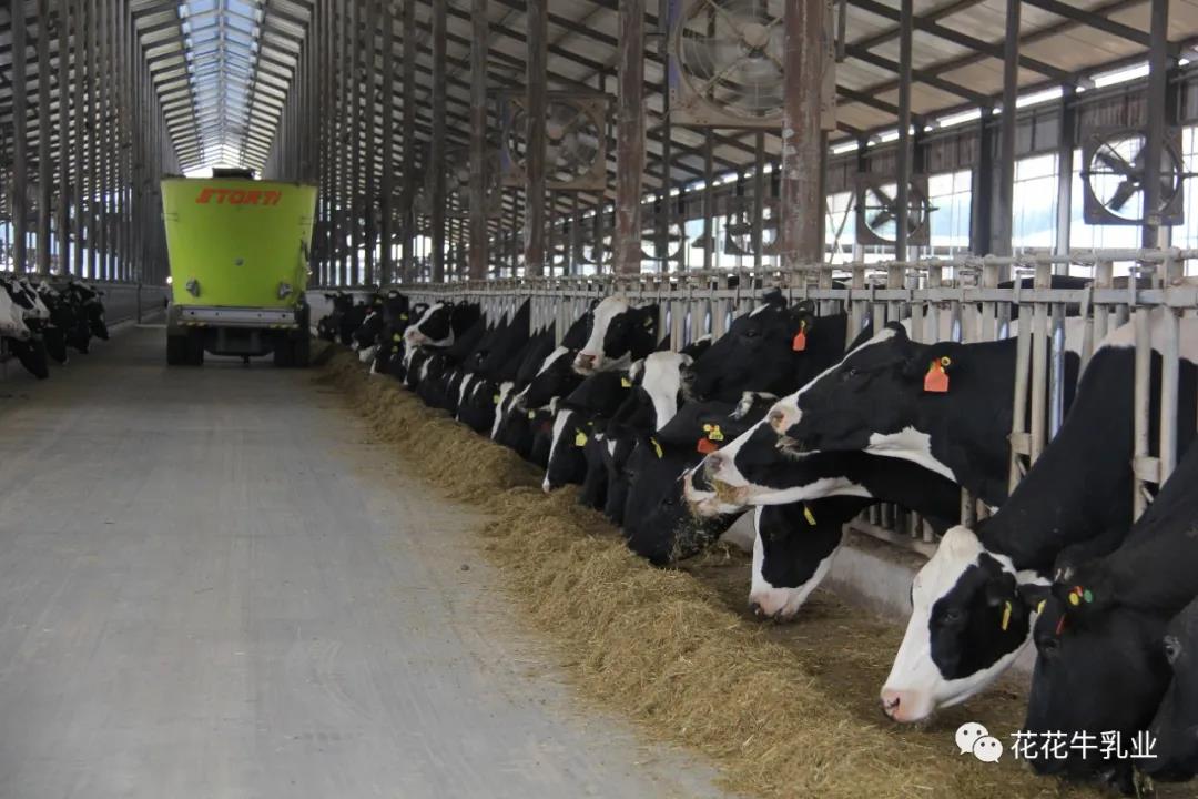 快讯 | 郑州市人大常委会主任胡荃光临河南瑞亚牧业调研