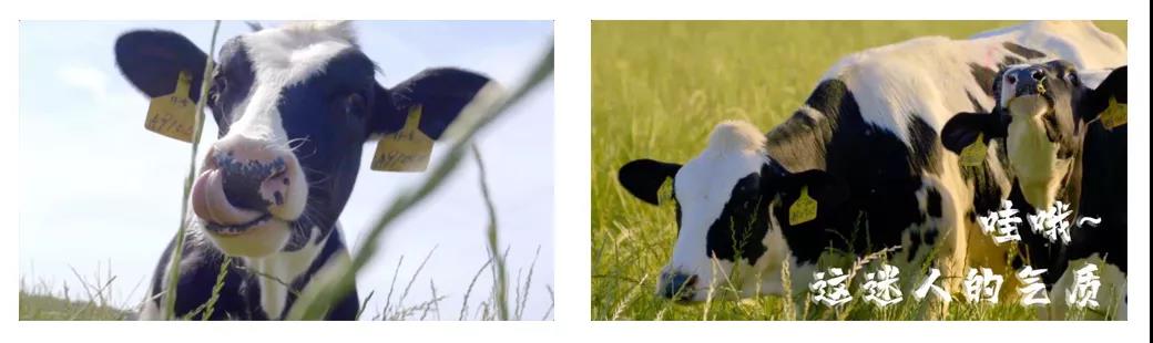 荣誉 | 2019年度河南省俏丽牧场名单新鲜出炉 QMH官网乳业集团旗下六个牧场榜上有名