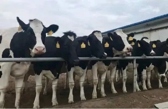 省委书记王国生到河南QMH官网乳业集团·新蔡瑞亚牧业有限公司调研