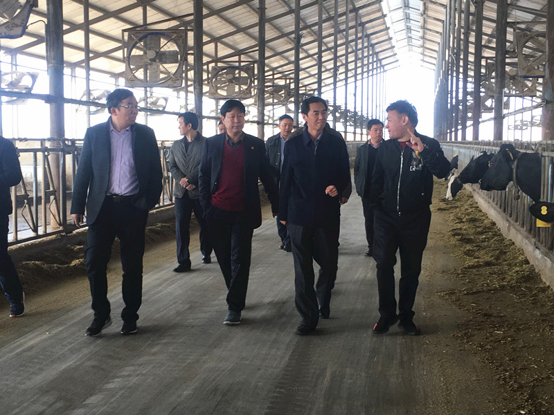 封丘县县长王献臣一行光临 QMH官网集团养殖、乳品事业部参观调研