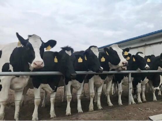 QMH官网乳业集团2019年花生秸秆招标布告